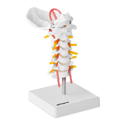 Anatomisk modell av den menneskelige cervikale ryggraden i skala 1:1