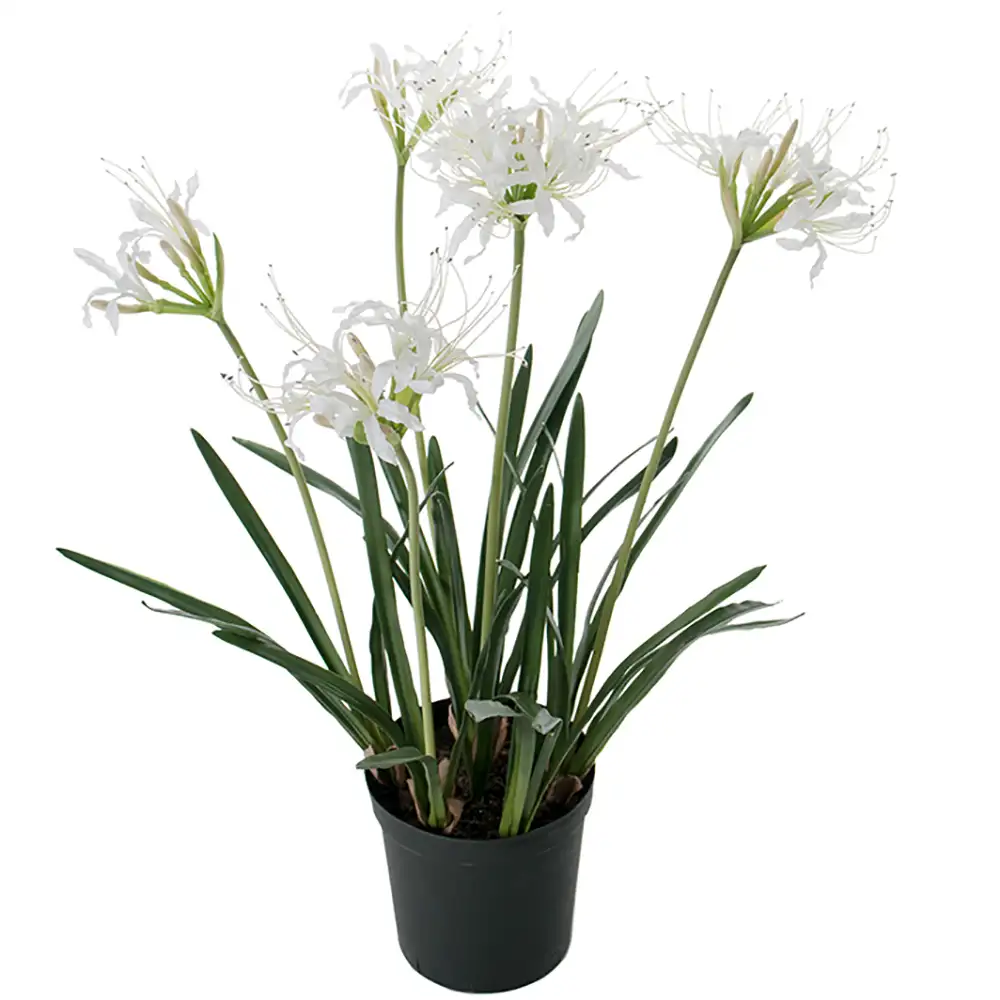Mr Plant, Nerine Krukväxt 80 cm Vit