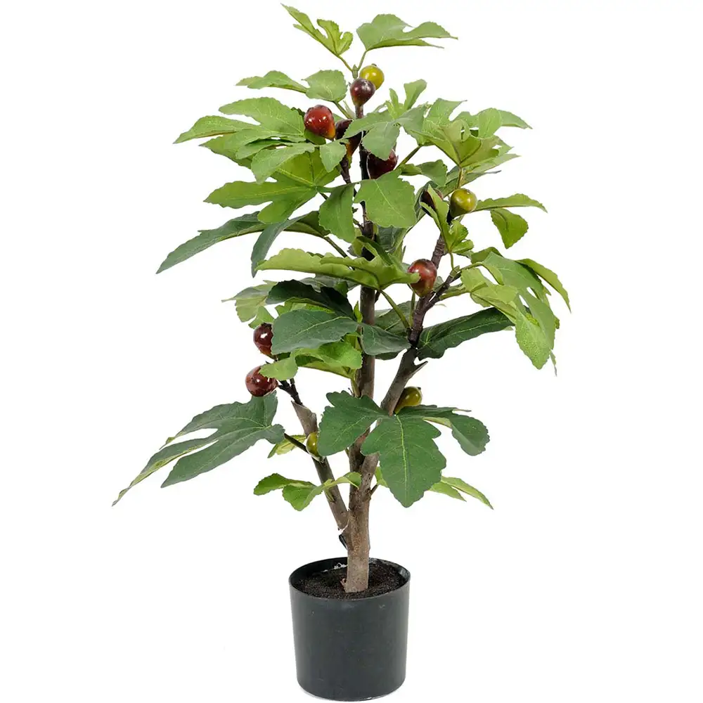 Mr Plant, Fikon Krukväxt 65 cm