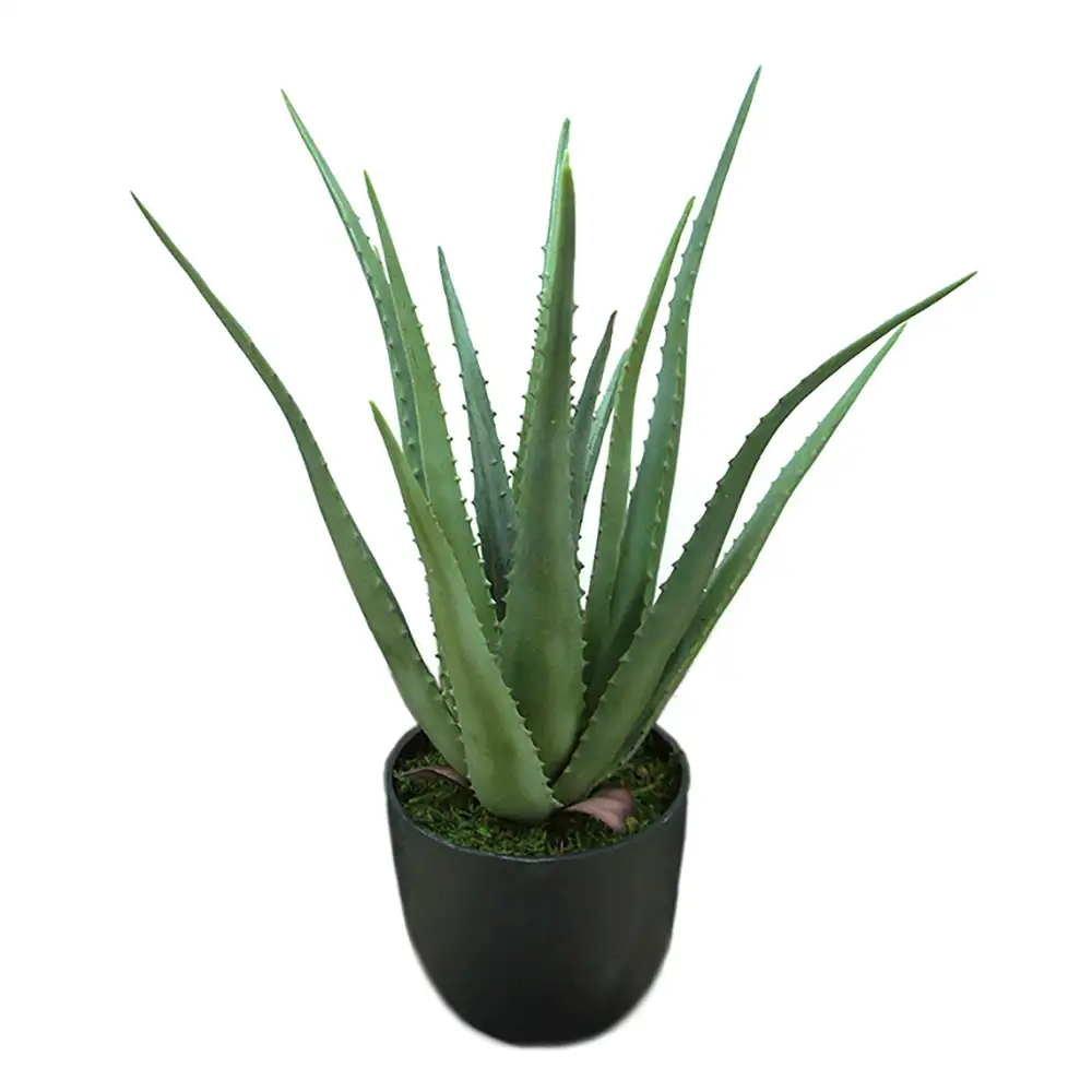 Mr Plant, Aloe Krukväxt 55 cm