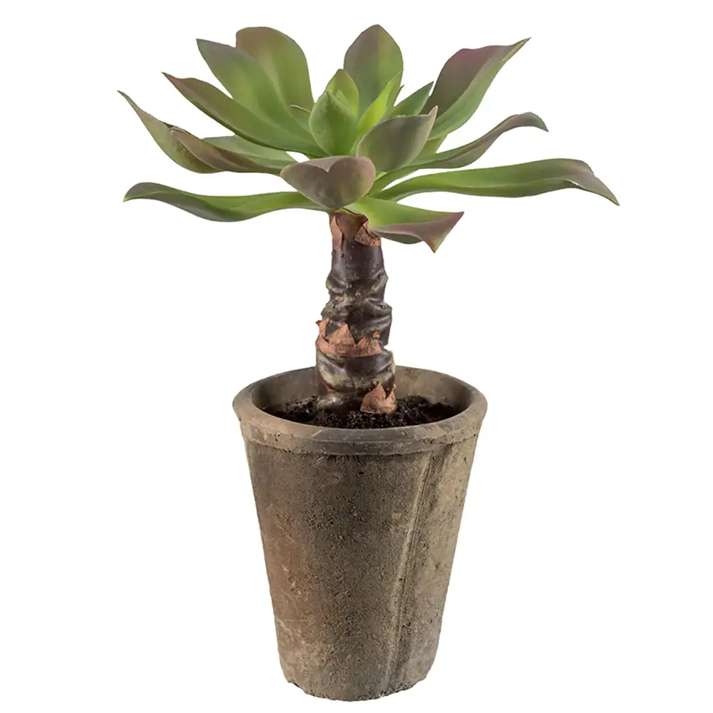 Mr Plant, Echeveria 30 cm