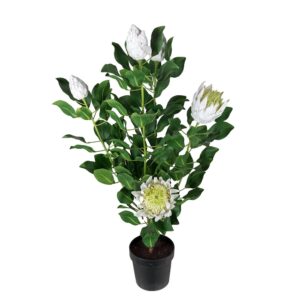 Mr Plant, Protea Krukväxt 120 cm Vit