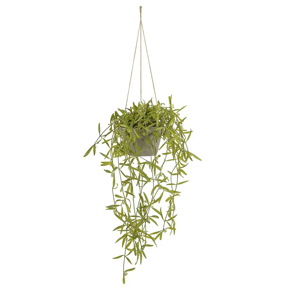 Mr Plant, Hoya Hängväxt 20 cm