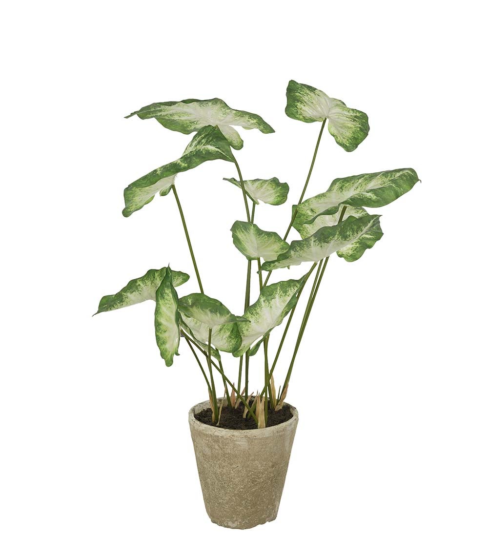 Mr Plant, Caladium Krukväxt 80 cm