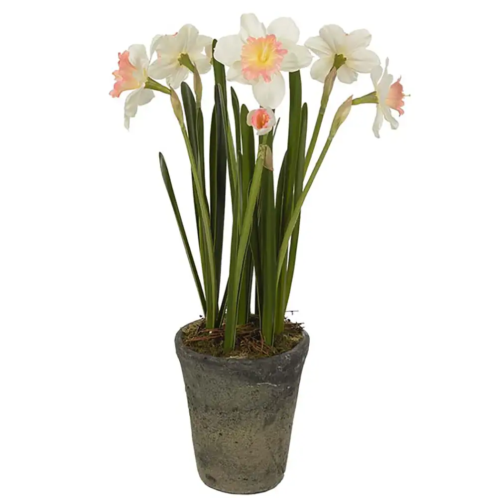 Mr Plant, Narciss Krukväxt 55 cm Rosa