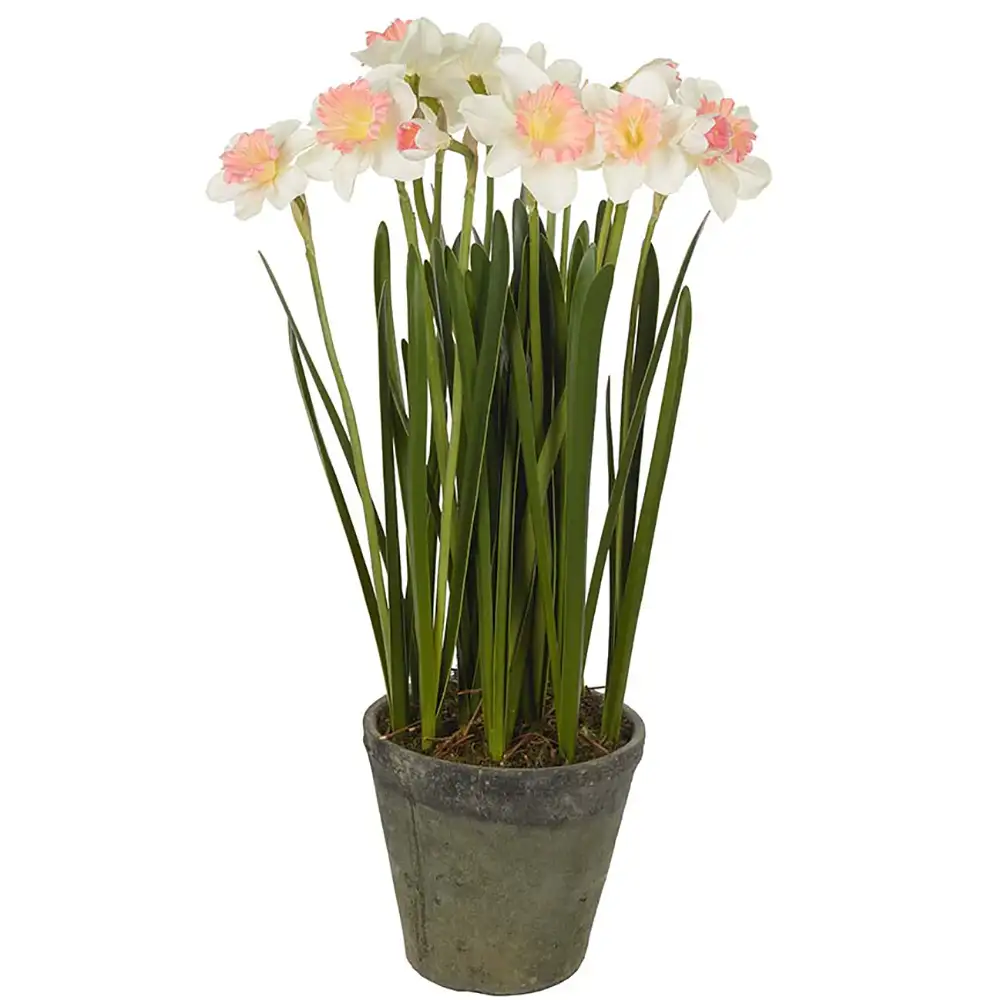 Mr Plant, Narciss Krukväxt 70 cm Rosa