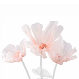 Mr Plant, Blomma Leia Ø80/60/40 cm aprikos