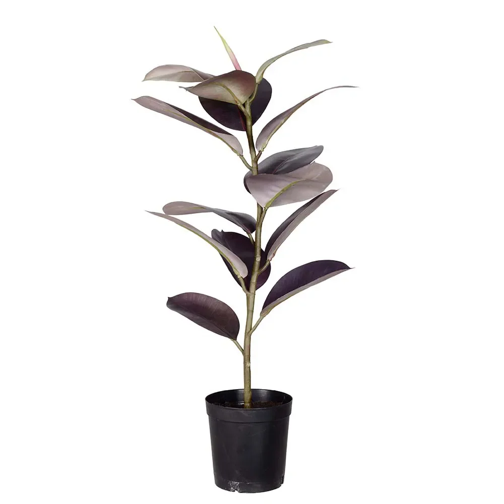 Mr Plant, Fikus Elastica Krukväxt 80 cm