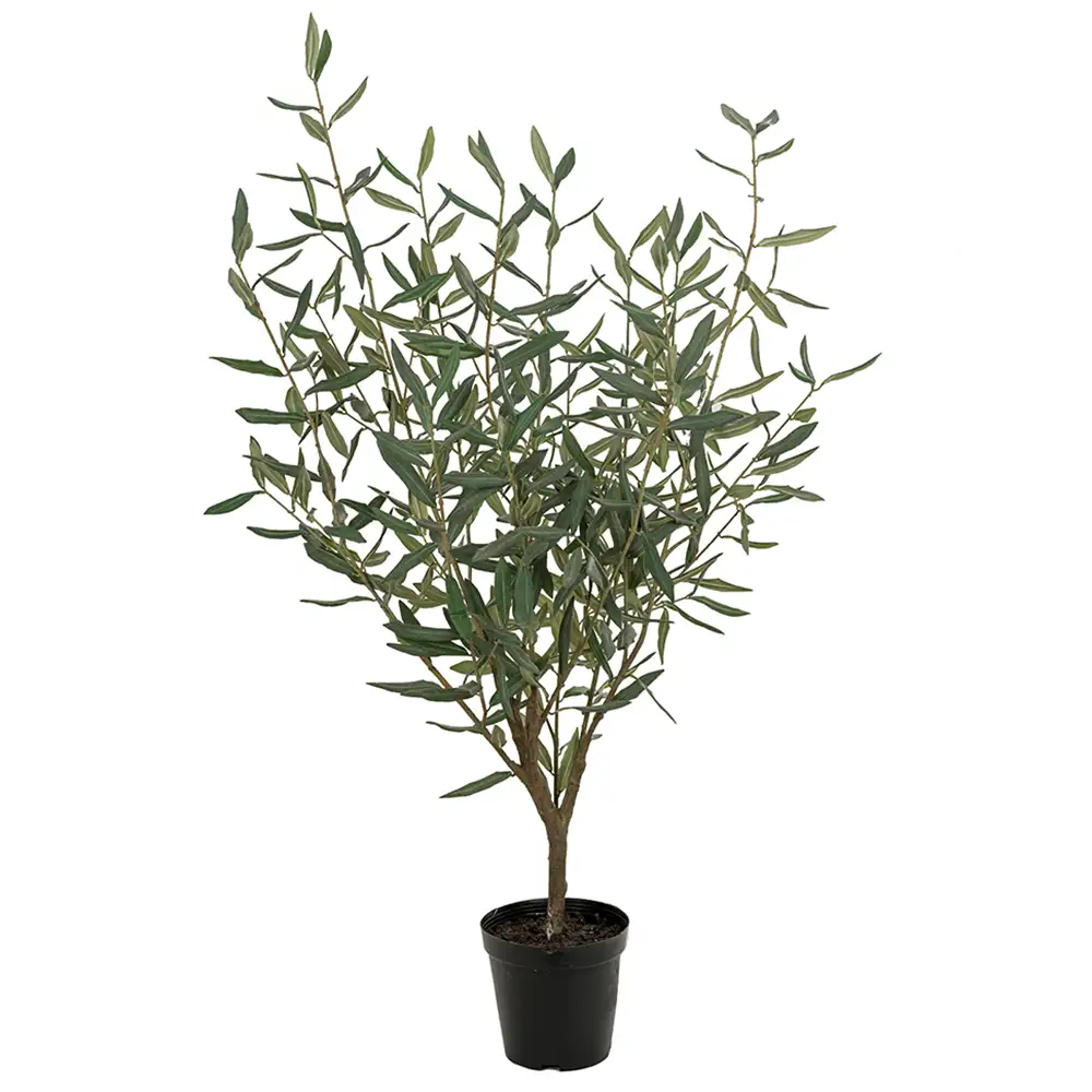Mr Plant, Olivträd 100 cm Grön