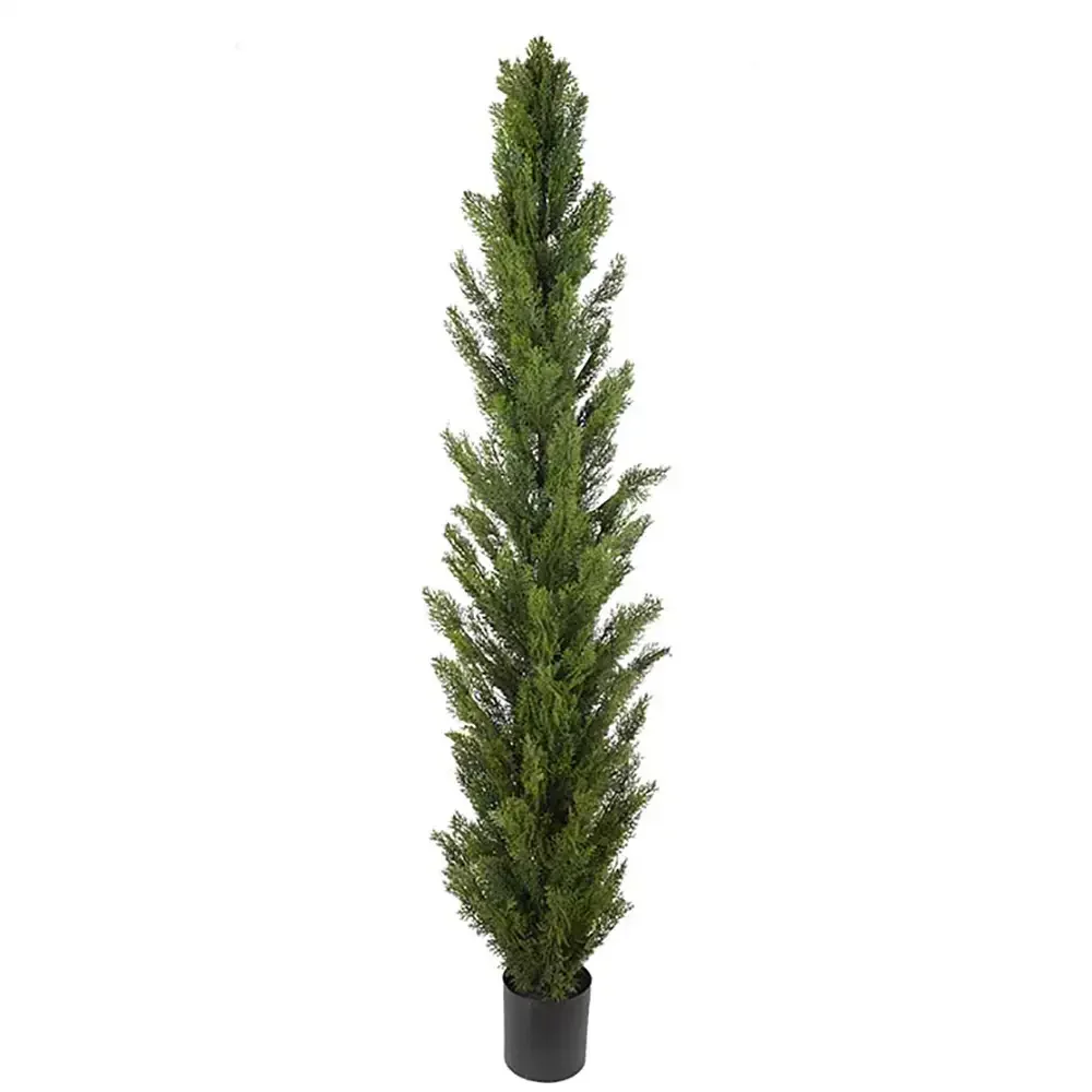 Mr Plant, Cypressträd 90 cm