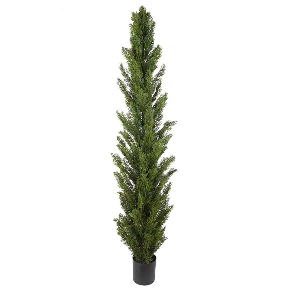 Mr Plant, Cypressträd 150 cm