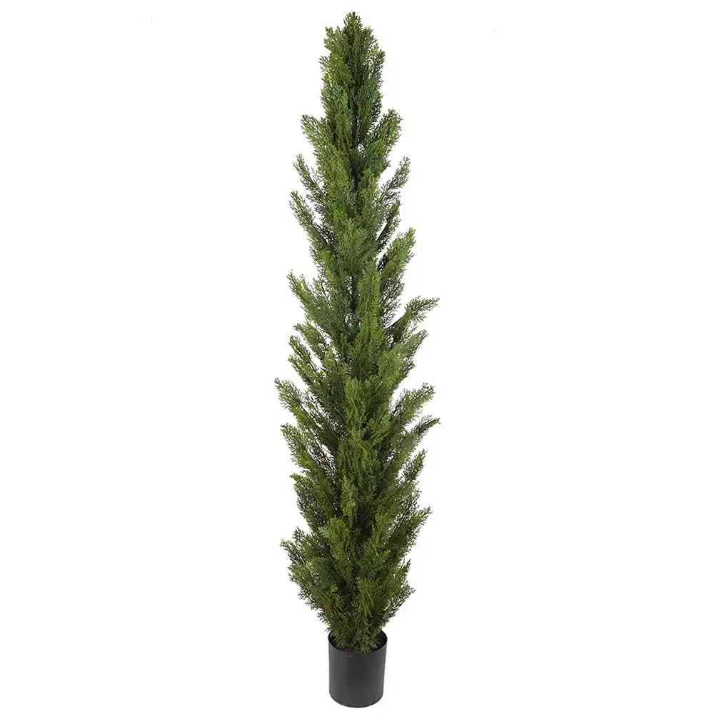 Mr Plant, Cypressträd 180 cm