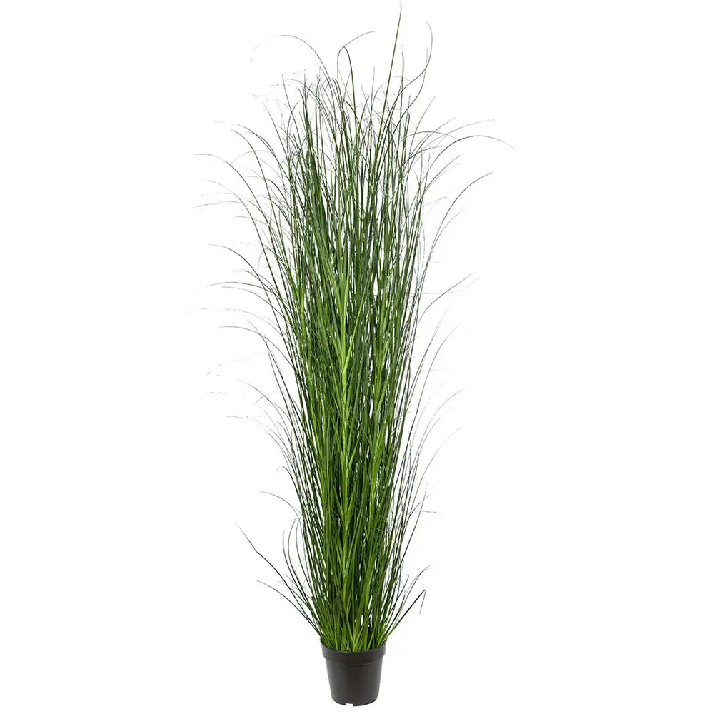 Mr Plant, Gräs 170 cm