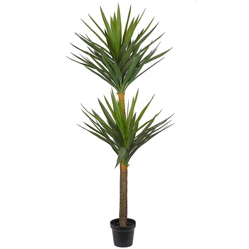 Mr Plant, Yuccaträd 180 cm