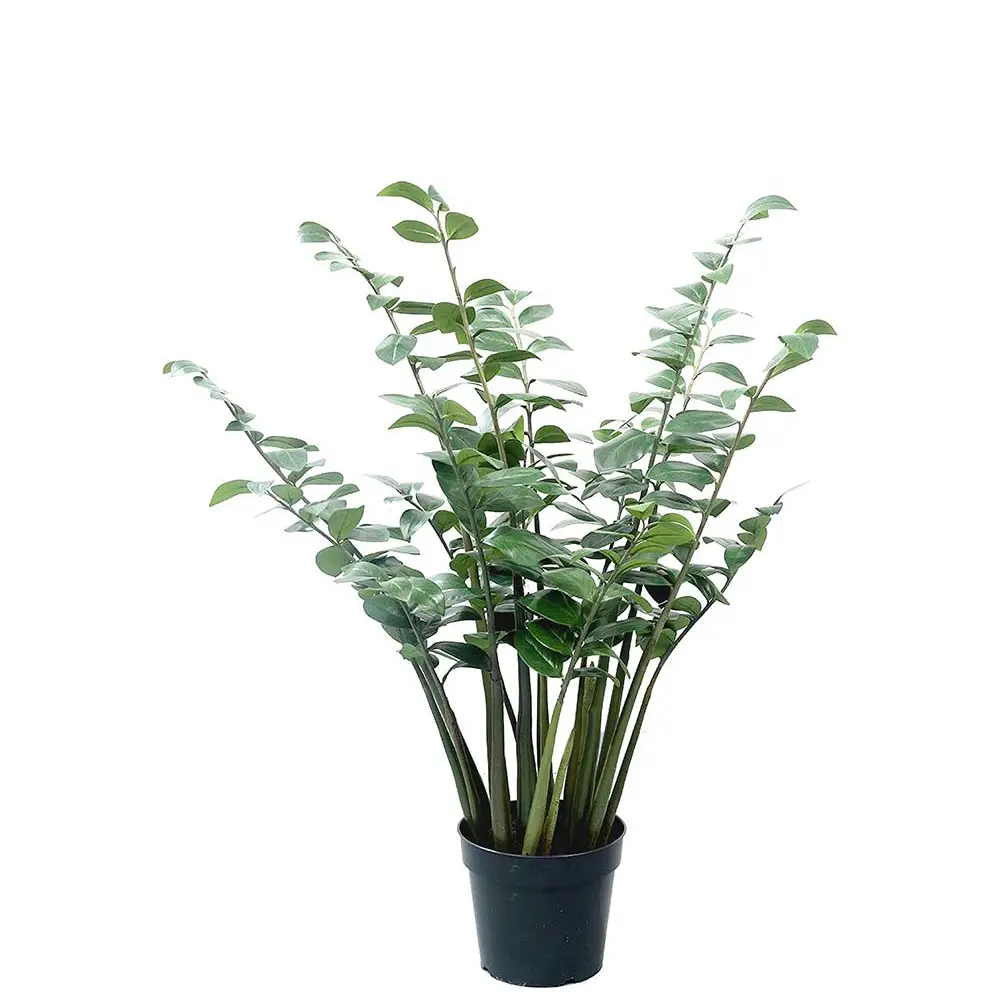 Mr Plant, Zamifolia i kruka 120 cm
