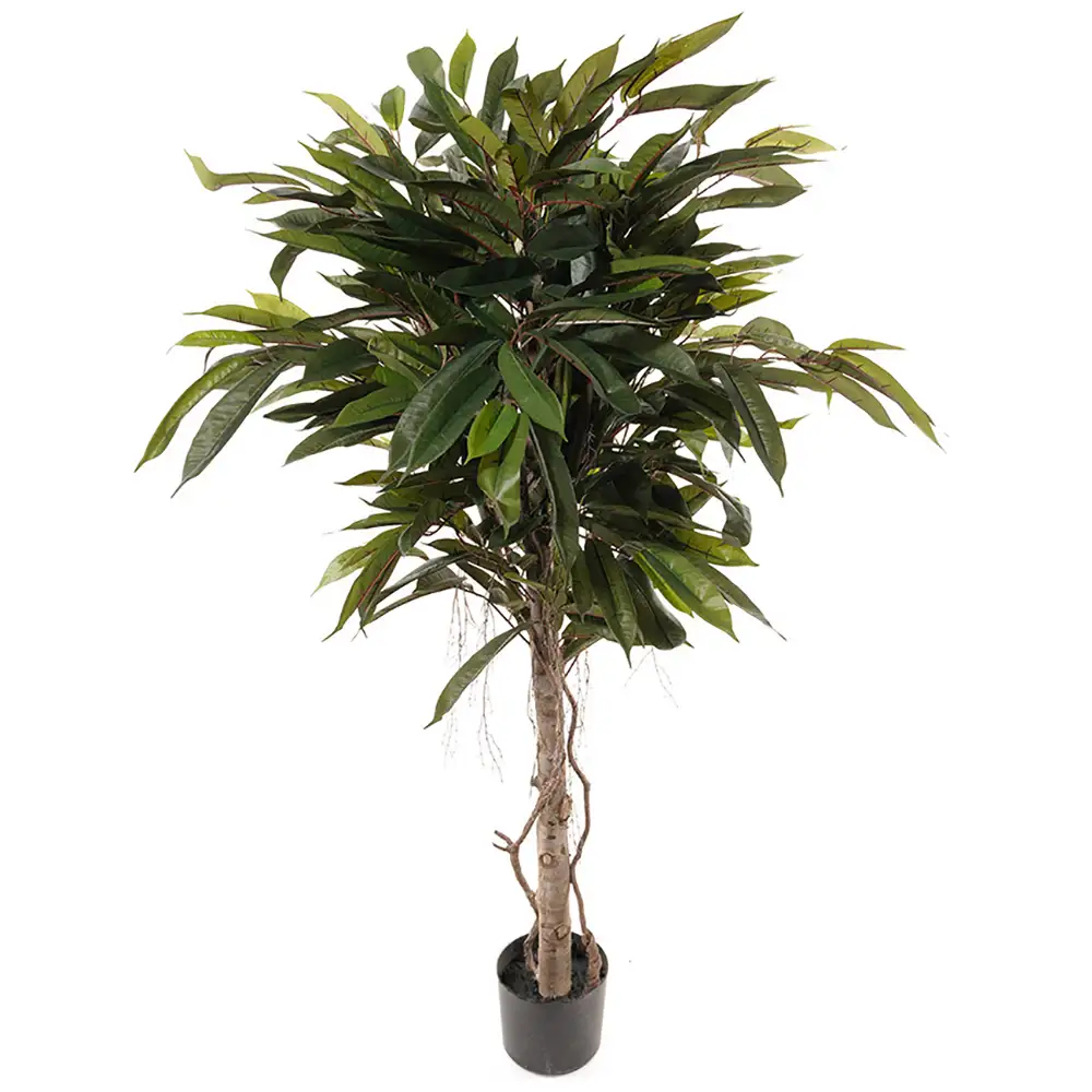 Mr Plant, Longifoliaträd 150 cm