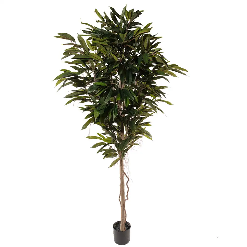 Mr Plant, Longifoliaträd 200 cm