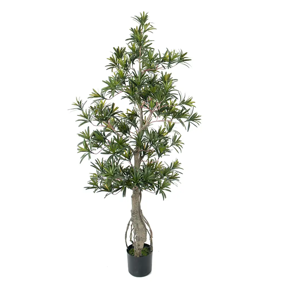 Mr Plant, Podocarpusträd 120 cm
