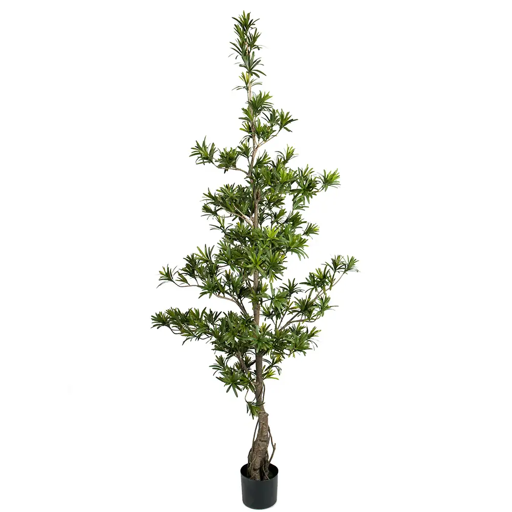 Mr Plant, Podocarpusträd 180 cm