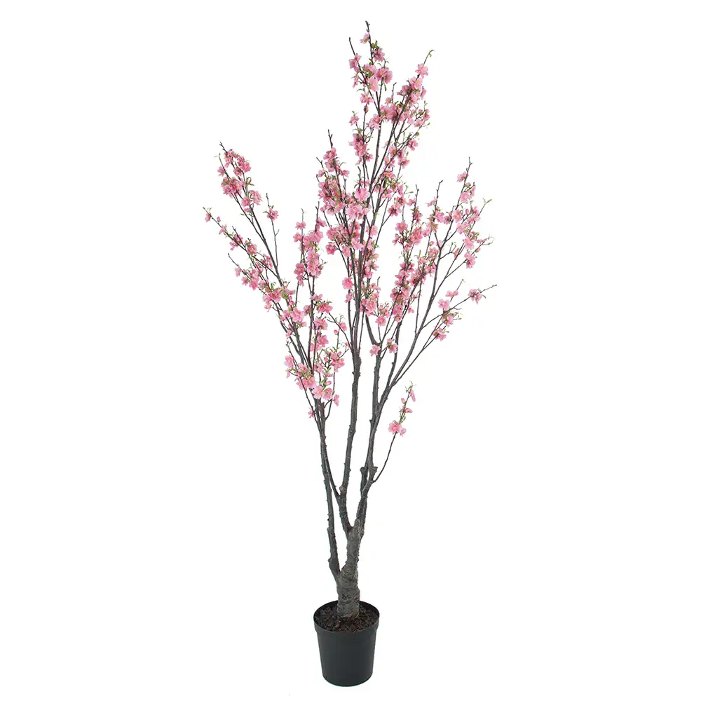 Mr Plant, Körsbärsblomträd 180 cm