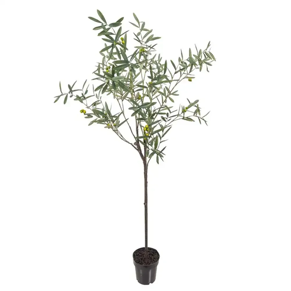 Mr Plant, Olivträd 170 cm Grön