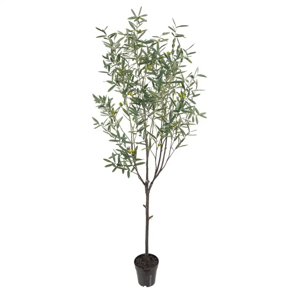 Mr Plant, Olivträd 200 cm Grön