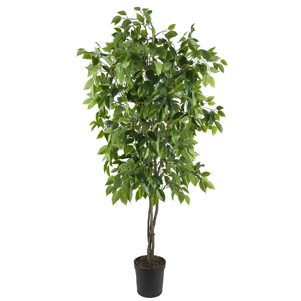 Mr Plant, Fikusträd Benjamin 165 cm