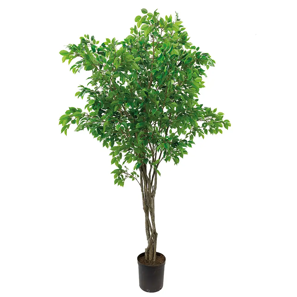 Mr Plant, Fikus Benjaminträd 300 cm