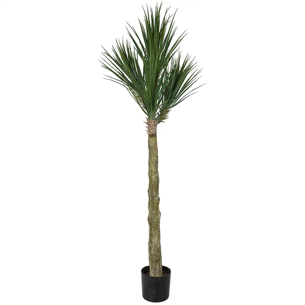 Mr Plant, Yucca Rostrataträd 180 cm
