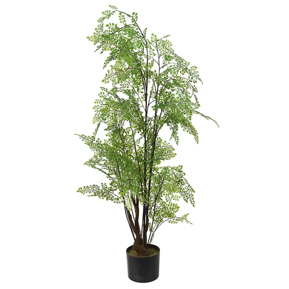 Mr Plant, Adiantumträd 110 cm