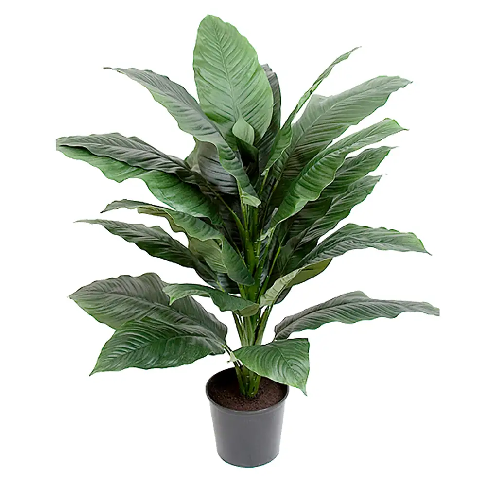 Mr Plant, Spathifyllum Krukväxt 105 cm