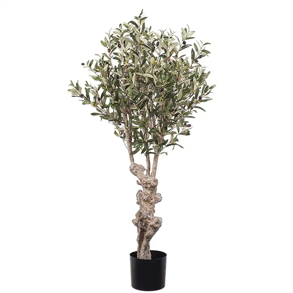 Mr Plant, Olivträd 120 cm