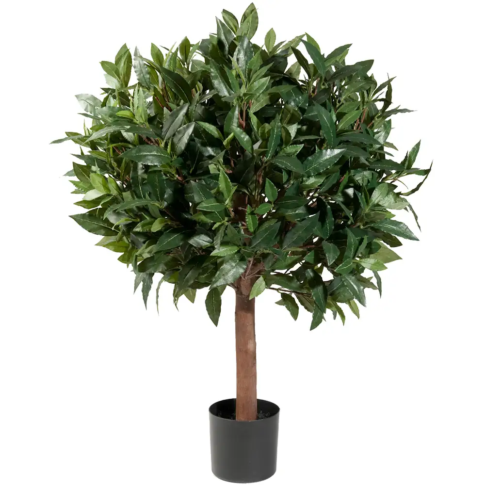 Mr Plant, Lagerträd 80 cm
