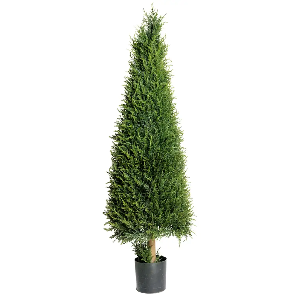 Mr Plant, Enträd 165 cm