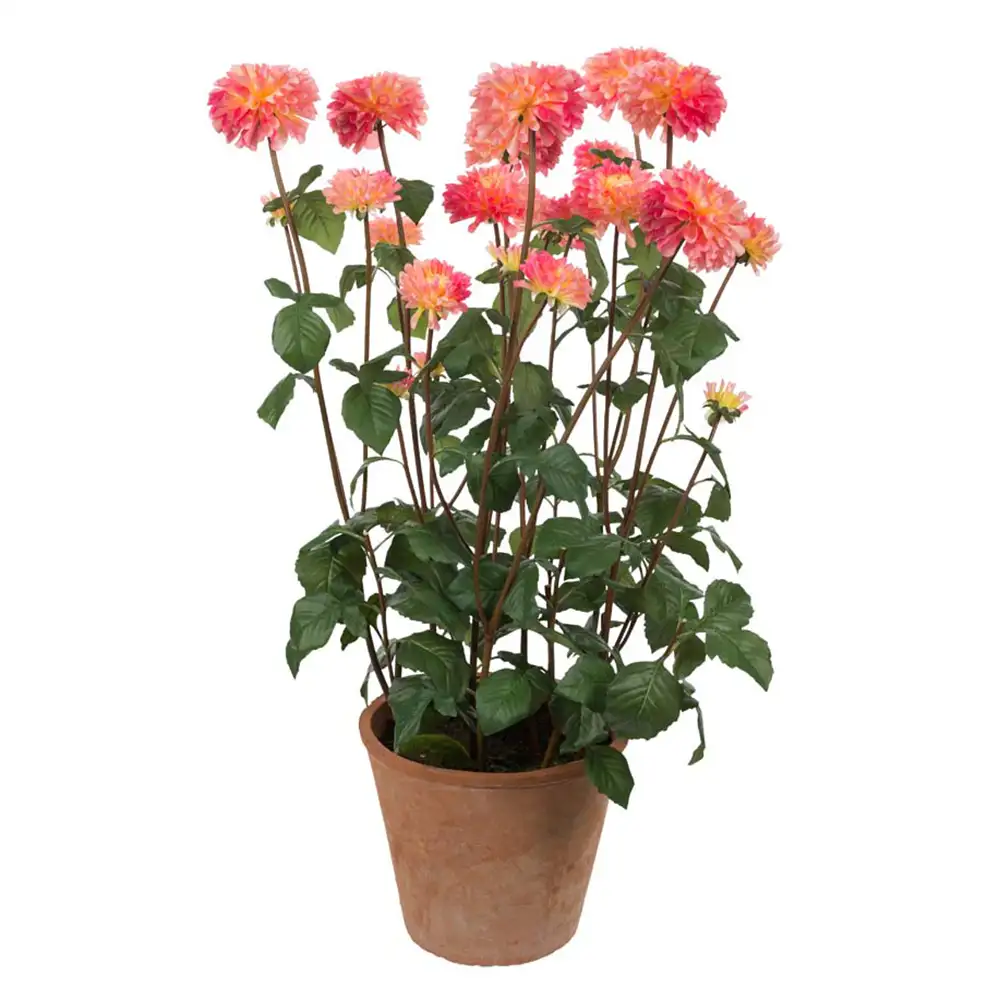 Mr Plant, Dahlia Krukväxt 100 cm Rosa
