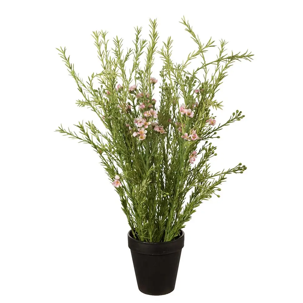 Mr Plant, Vaxblomma Krukväxt 55 cm Rosa