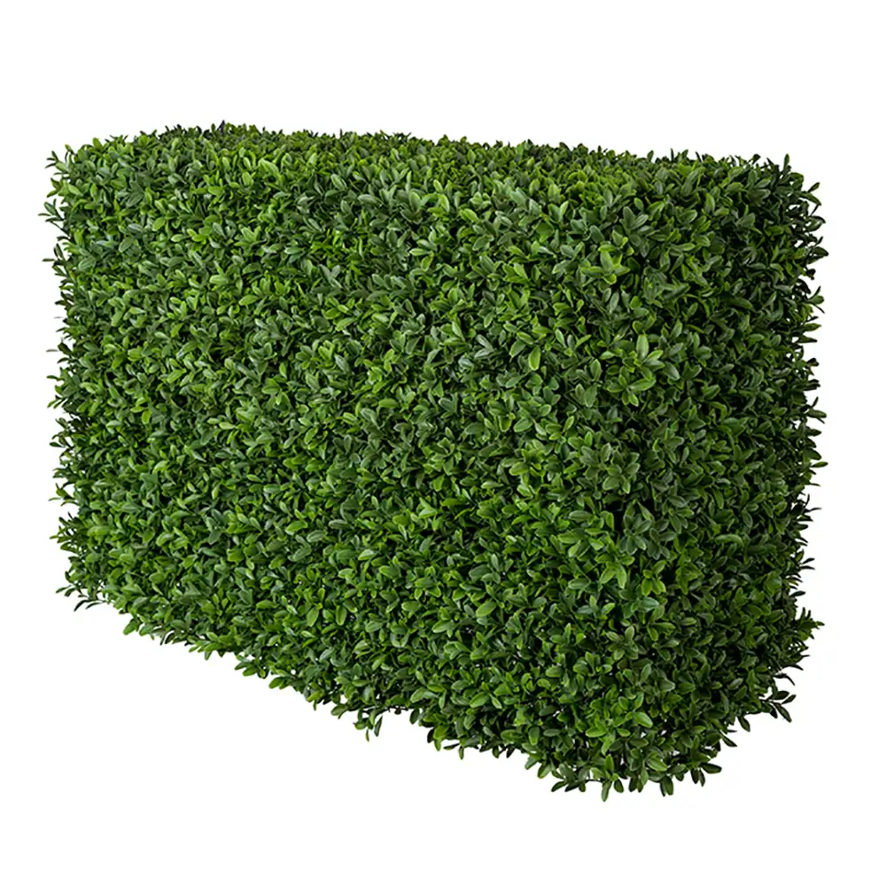 Mr Plant, Buxbom buske 50 cm