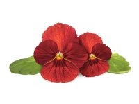 Click & Grow SGR70x3, Koristekasvi, Red pansy, Aloituspakkaus, 7 - 14 päivää, 18 - 26 °C, 3 kpl