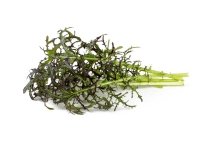 Click & Grow SGR77x3, Syötävä kasvi, Leaf mustard (Red Frill), Aloituspakkaus, 7 - 14 päivää, 18 - 24 °C, 3 kpl