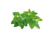 Click &amp  Grow siemenet smart pottiin - kissanminttu, 3 kpl.