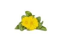 Click &amp  Grow siemenet smart pottiin - Medetkos, 3kpl.