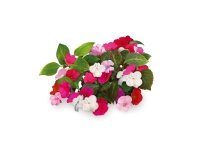 Klikkaa ja kasvata Smart Home 3 kpl - Sprig Seeds (Busy Lizzie)