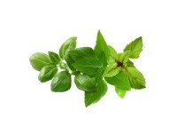 Click &amp  Grow Kasvi Pod Basilika Lajike Mix 9kpl