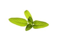 Taimekapsel Click &amp  Grow kasvipallo 3-pack, aedsalvei