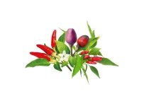 Click And Grow Click &amp  Grow Seeds for Smart Pot - Chili Pepper Seeds, 9kpl.