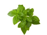 Click and Grow Kääpiöbasilikan siemenet 3 kpl