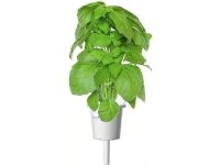 Click &amp  Grow Smart Garden -täydennys Marseille Basilika 3kpl