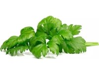 Click And Grow Click &amp  Grow siemenet Smart Potille - Selleri (SGR97X3) 3kpl.