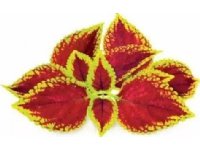 Click &amp  Grow siemenet smart pottiin - Daisy, 3kpl.