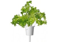 Click &amp  Grow siemenet smart pottiin - Salaatti (Oakleaf Lettuce), 3kpl.